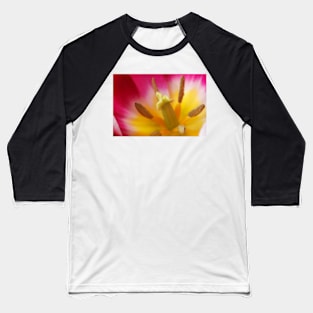 Tulipa 'Ballade' AGM Tulip Lily-flowered Group April Baseball T-Shirt